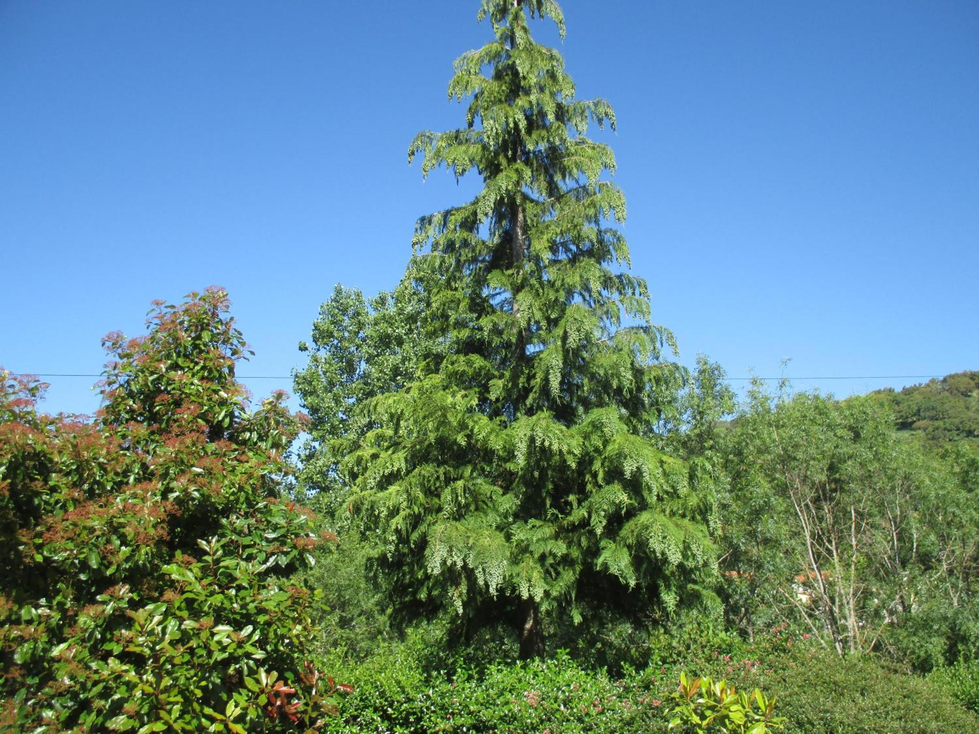 Vale de Pradinhos Bungalow "A Choupana" - Quinta Da Carvoica - Vale Pradinhos المظهر الخارجي الصورة
